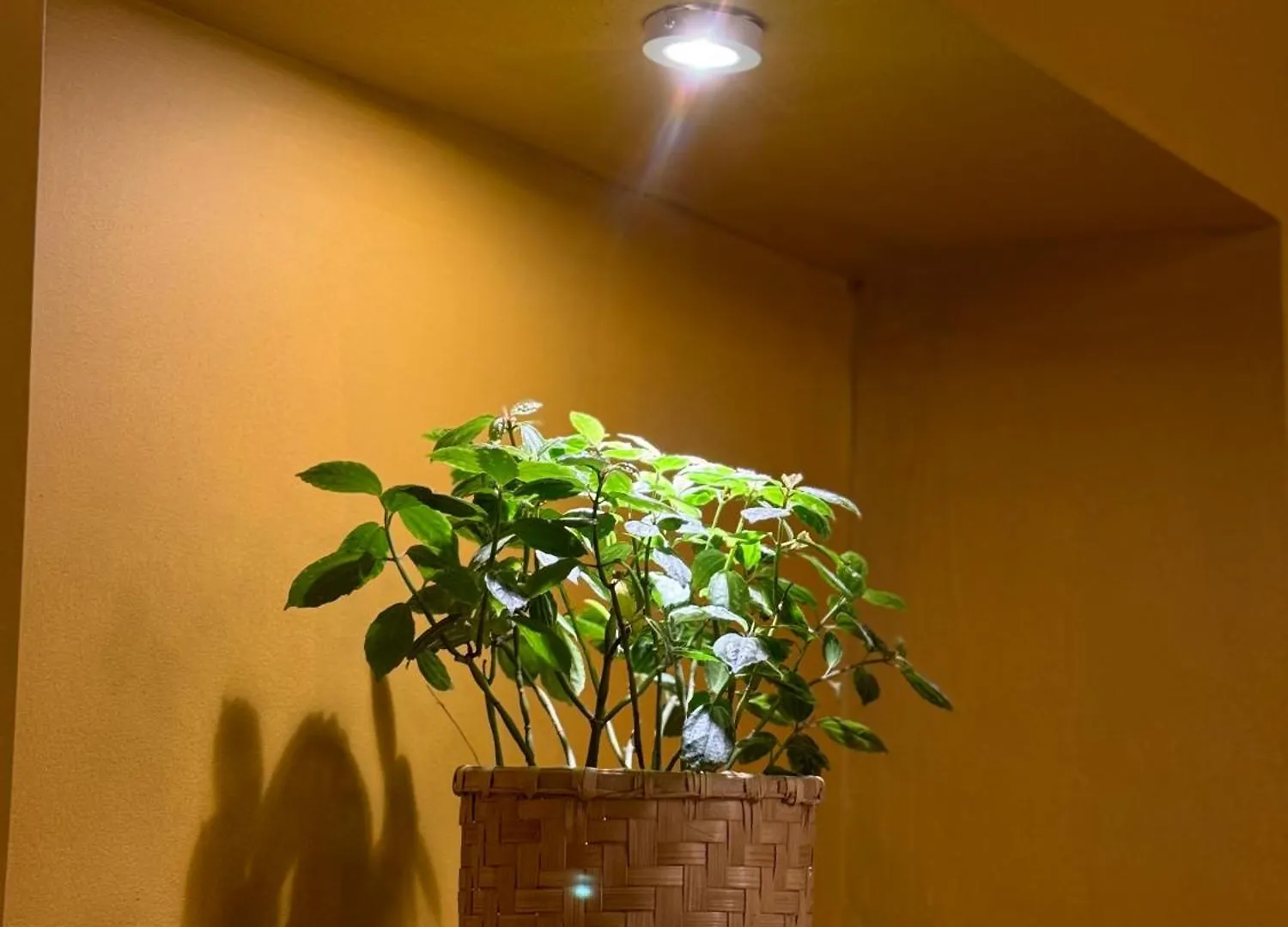 Apartamento The Melo Pomelo Courtyard. Katmandú